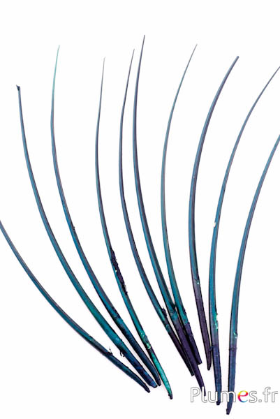 Oie rachis - 25-30 cm - noir-vert-pétrole